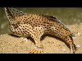 Spotted Handfish || A Rare and Fascinating Fish!