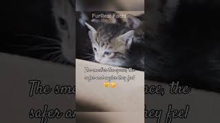 5 очаровательно забавных поведений кошек, которые вам нужно знать 😻#shortsFunnyCats #CatLovers #C...