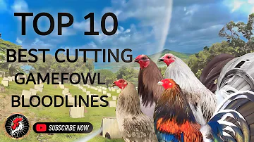 TOP 10 BEST GAMEFOWL BREEDS OF ALL TIME 2024 |𝗕𝗼𝘆𝗮𝗸'𝘇 𝗕𝗮𝗰𝗸𝘆𝗮𝗿𝗱