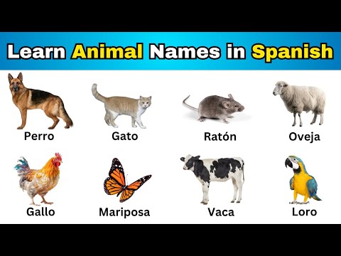 Male Zebra In Spanish