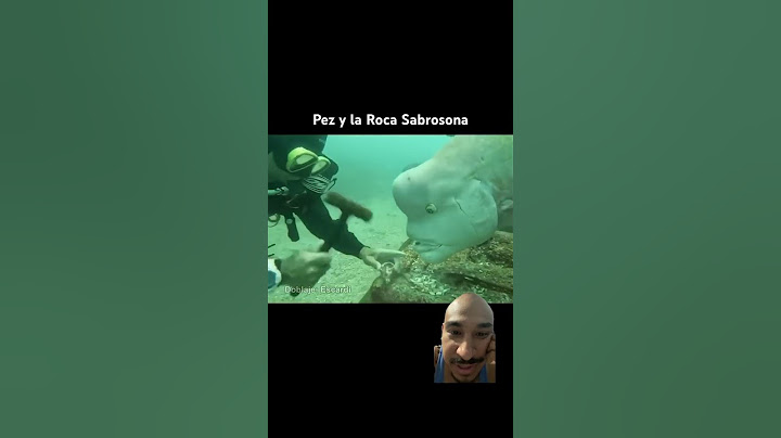 Pez y la Roca Sabrosa #memesdaily #fypage #pescado #subscribenow #videoschistosos #videoderisas