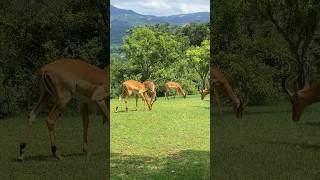wildlife scenes : spectacular views of African wildlife | Impala | shorts holidayswithshorts