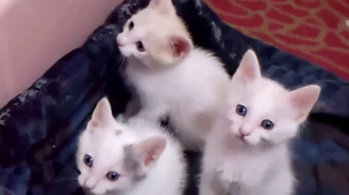 Video 8074941: japanese bobtail kittens born, bobtail male