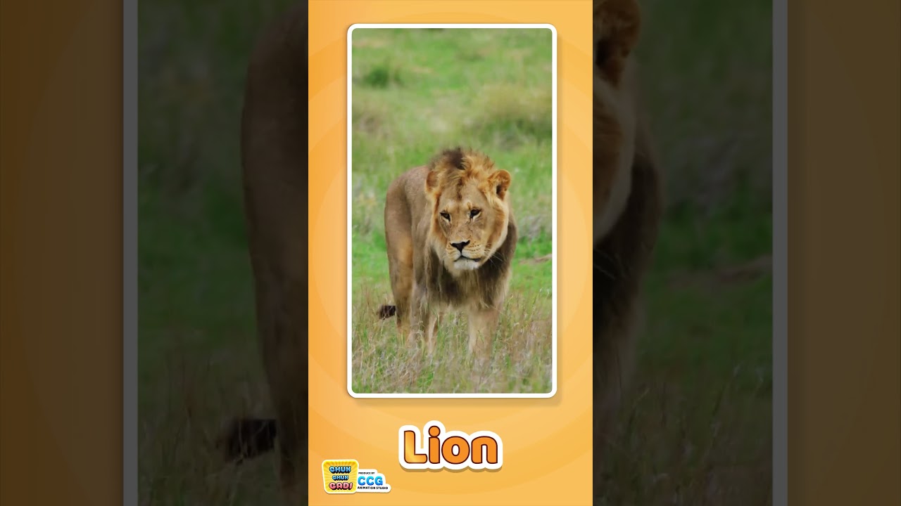 Lion Sound for Kids 🦁 | Learn the King of the Jungle