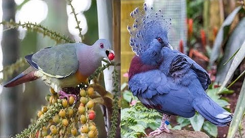 Top 10 Most Beautiful Pigeons in the World  Nature’s Winged Masterpieces!