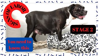 🚨Signs your dog is READY to give Birth 🚨🐶 Stage 2 part 2 of Molly’s Labor #pregnantdog