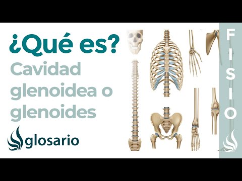 Video: ¿Dónde está la cavidad del hombro?