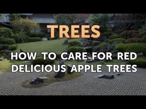 Video: Caring For Red Delicious Apple Trees - How To Grow A Red Delicious Apple tree