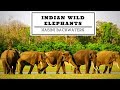 Wild Asiatic Indian Elephants at Kabini BackWaters | Nagarhole National Park | Male Tuskers in Musth