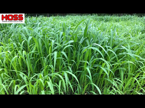 Video: Informácie o cirokovej tráve: Získajte informácie o semene cirokovej trávy