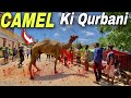 Dangerous camel ki qurbani hogai  