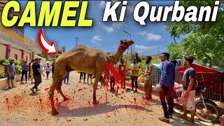 Dangerous Camel Ki Qurbani Hogai 🐪 !!