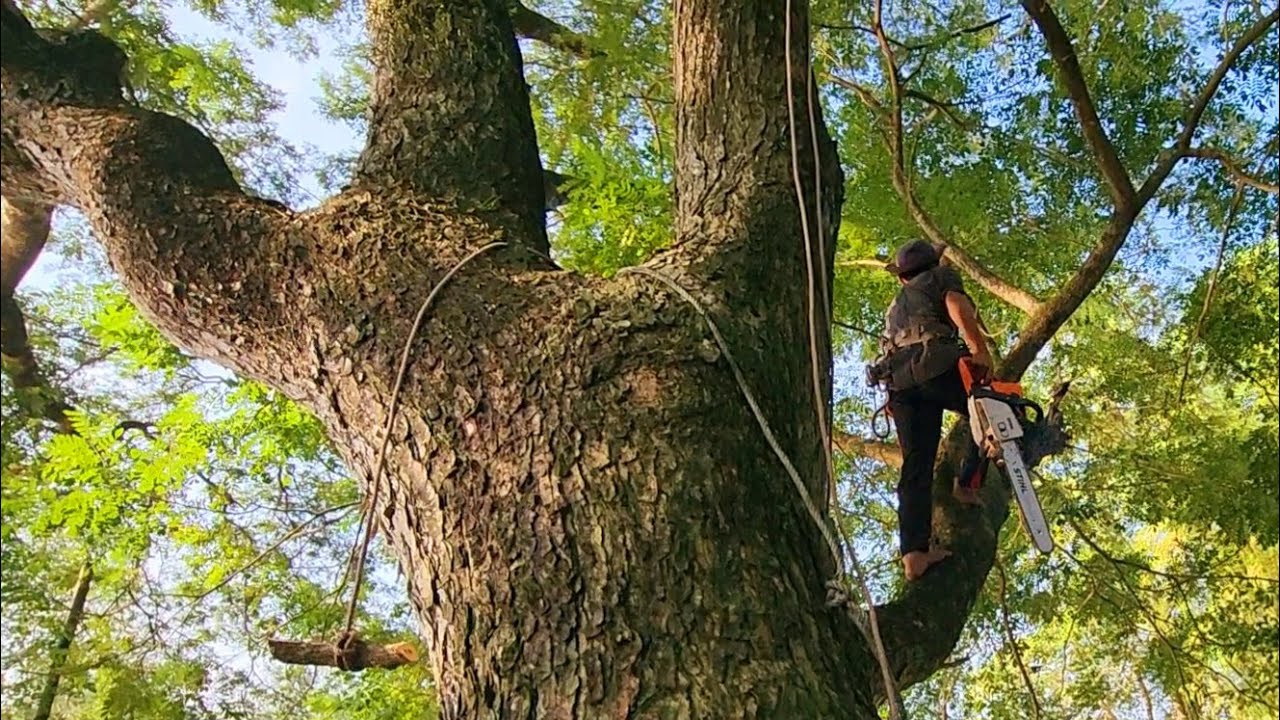 Cưa cây Còng siêu khổng lồ / Sawing down a super giant Trembesi tree ...