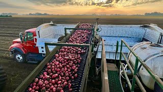 Red Potato Harvest at Sunrise - 2023 by theburbankblues 1,106 views 6 months ago 1 minute, 24 seconds