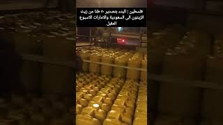 فلسطين : البدء بتصدير ٥٠ طنا من زيت الزيتون الى السعودية والامارات الاسبوع المقبل