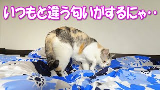 Calico Cat NekoKichi tries to get rid of the smell of freshly dried futon.