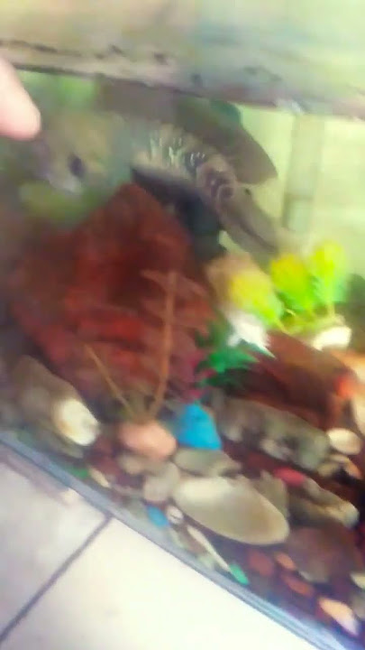 ikan canna mempesona @khelingking06
