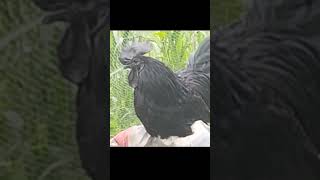 kadaknath murga | kadaknath egg | kadaknath farming | kadaknath chuja kadaknathviralfunnydesi