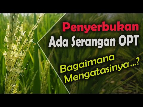 Cara Mengatasi Hama Tanaman Padi SAAT PEMBUNGAAN