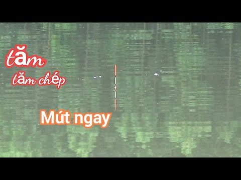 Video nhịp phao chép diếc/Câu cá ngày mưa - youtube