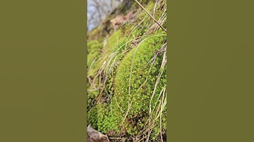 Thumbnail of Always stop to pet the moss. Music by Sumbuck - "Moss" #nature #fuzzy #moss #green