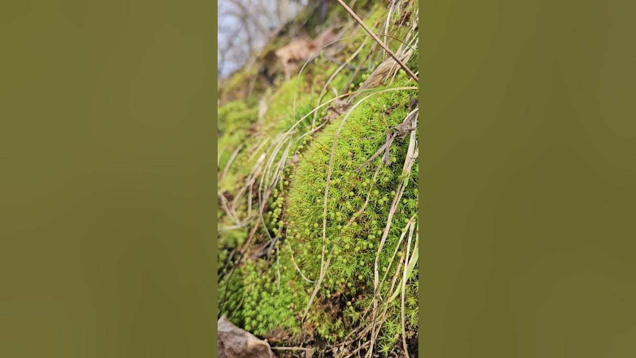Always stop to pet the moss. Music by Sumbuck - "Moss" #nature #fuzzy #moss #green