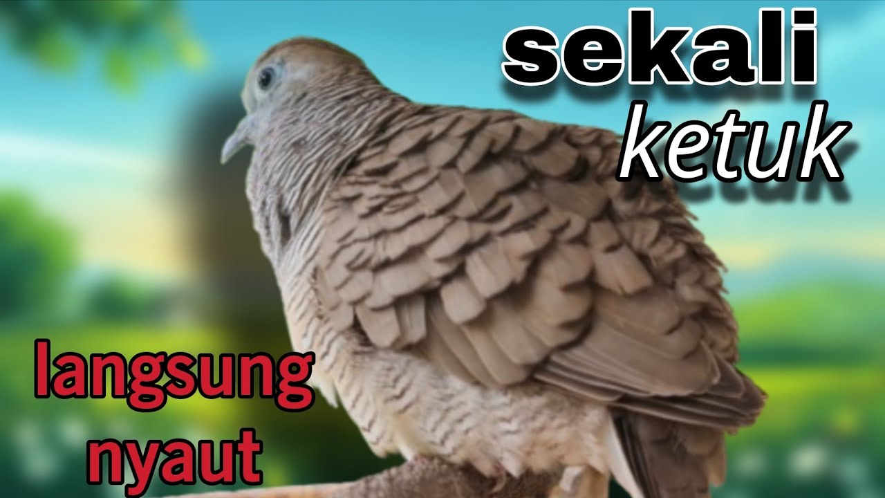 Perkutut lokal gacor sekali ketuk langsung nyaut 