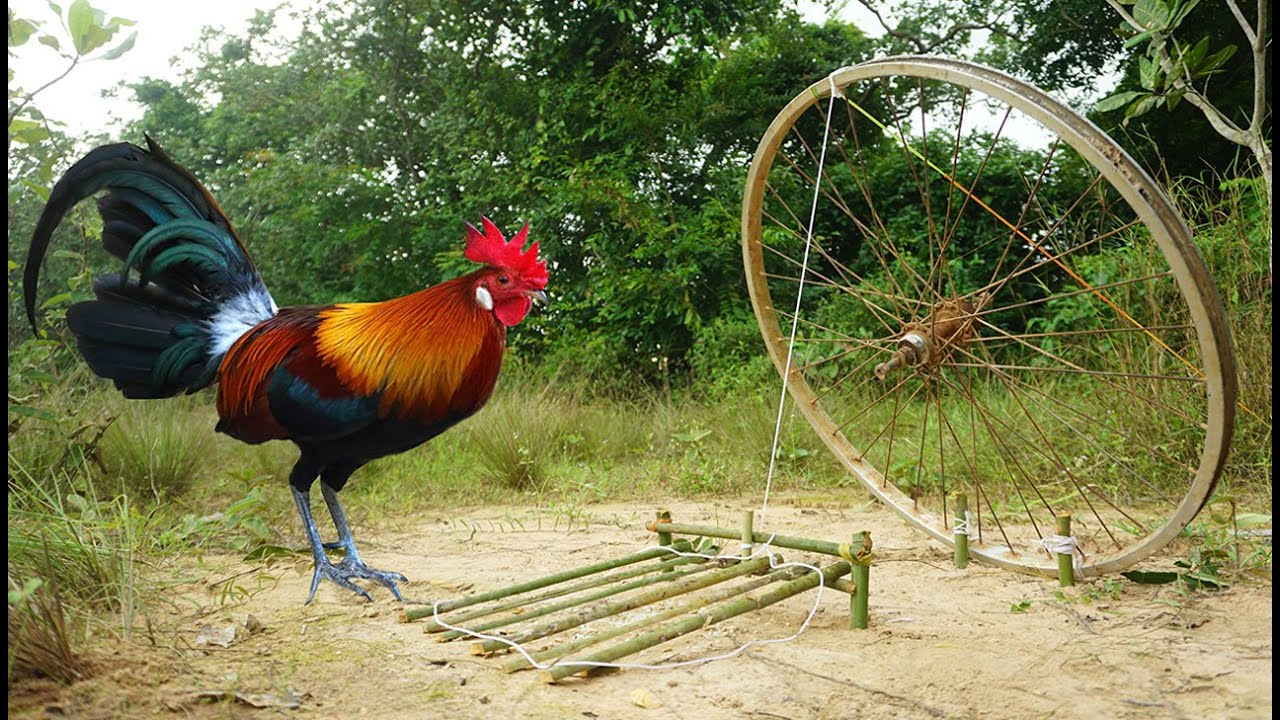 Build Simple Unique Wild chicken trap using Bamboo &old Bicycle - Easy Make a Wild Chicken Trap