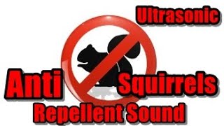 Anti Squirrels Repellent Sound - Chase The Squirrels Away #AvoidSquirrels #StopSquirrels