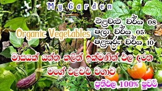 Organic Vegetables | කාබනික එළවළු වගාව | Gewathu Wagawa Sinhala | ගෙවතු වගාව | organicvegetables