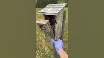 Bluebird Nesting Box Inspection #offgrid #birds #nest #eggs #farming #offgrid #garden
