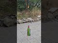 Пиво Старый мельник vs пиво Голландия , кто крепче ? #пиво