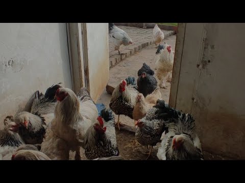 çin kazı yumurtladı // yeni köpek gelldi// Layt bırahmaların yerini degiştirdik !!! yumurta topladım