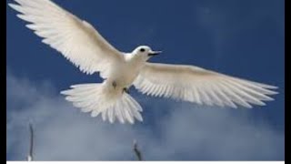 COLLECTIVE MESSAGE I CAME TO SET THE  CAPTIVES FREE. ARE YOU FREE? screenshot 3