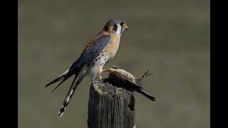 Recovering the Southeastern American Kestrel by Dr. Ken Meyer