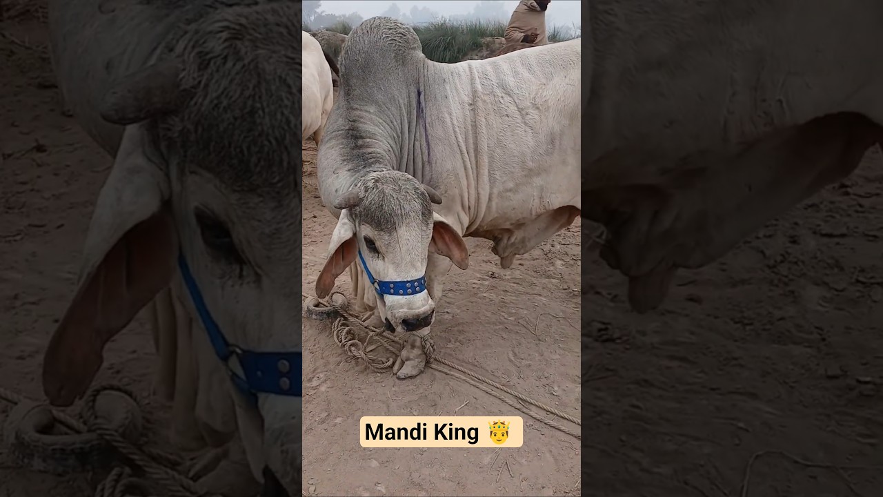 Calm & Powerful | Heavy Grey Bull Standing Calm | Bakra Mandi Scene