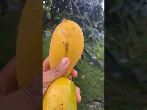 My Lemon, Meringue Mangoes Are Ready