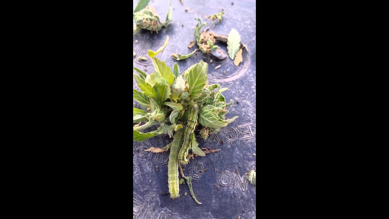 Caterpillars eating my Cannabis !!! Outdoor grow