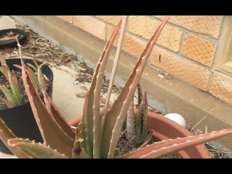 Aloeverann rengi mi koyulatAloevera Dallarnda Renk Deiiklikleri  Neden Olur,Neler Yaplabilir