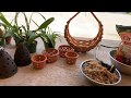 Repotting Orchids, Oncidiums and Catasetums, Summer 2019 DIY Orchid Project