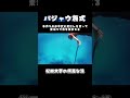 バジャウ族式の手作り装備が1番好き🏝️#バジャウ族 #セブ島 #素潜り