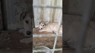 23.10.25 🆘 ОТЛОВ ГОРОДА АЛМАТЫ. КАЗАХСТАН 🆘