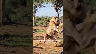 2 Male Lions Clash in Front of Tourists! #lion #wildlife #nature
