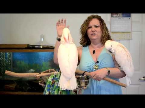 Video: Plommonledande Parakeet