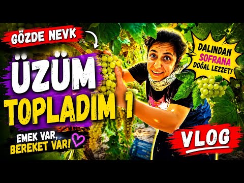 GÖZDE NEVK ÜZÜM BAĞLARI VLOG 1 MANİSA