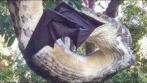 Giant Bat vs  Python Fight to The Death - Most Terrible Battle of Flying Fox