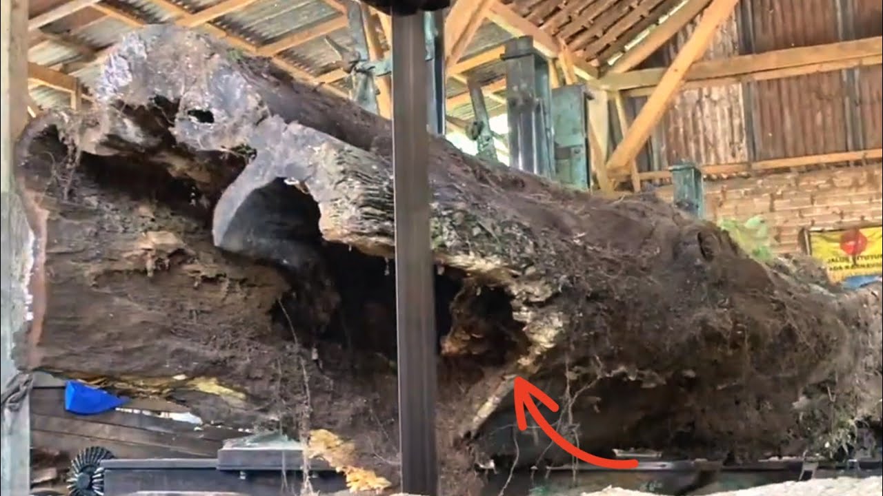 Disgusting! Hundreds of years old abandoned wood in a sawmill - YouTube