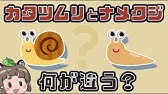 ゆっくり解説 ナメクジはなぜ塩で溶けるのか Youtube