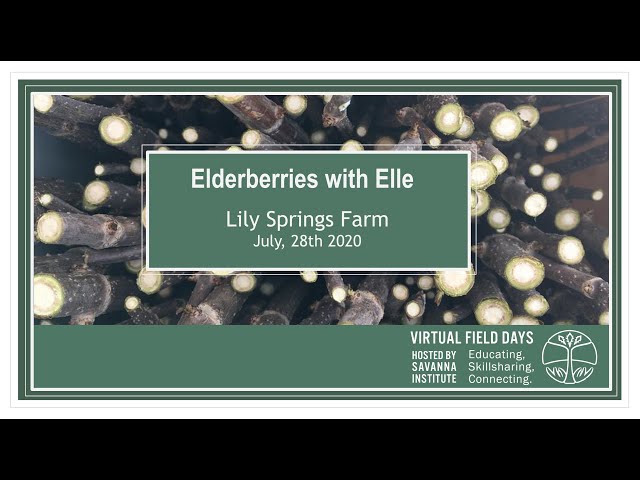 Elle at Lily Springs Farm Discusses Propagation Techniques and Care for Elderberries