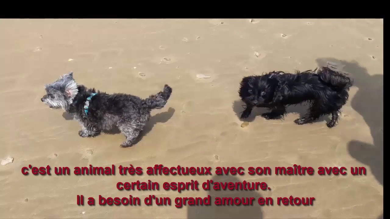 Yorkshire Terrier Ce Petit Chien Robuste Est Idéal Pour Vousvoila Pourquoi